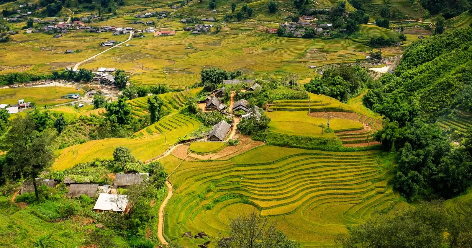 越南沙坝山谷中环绕小房子的绿色与金色梯田
