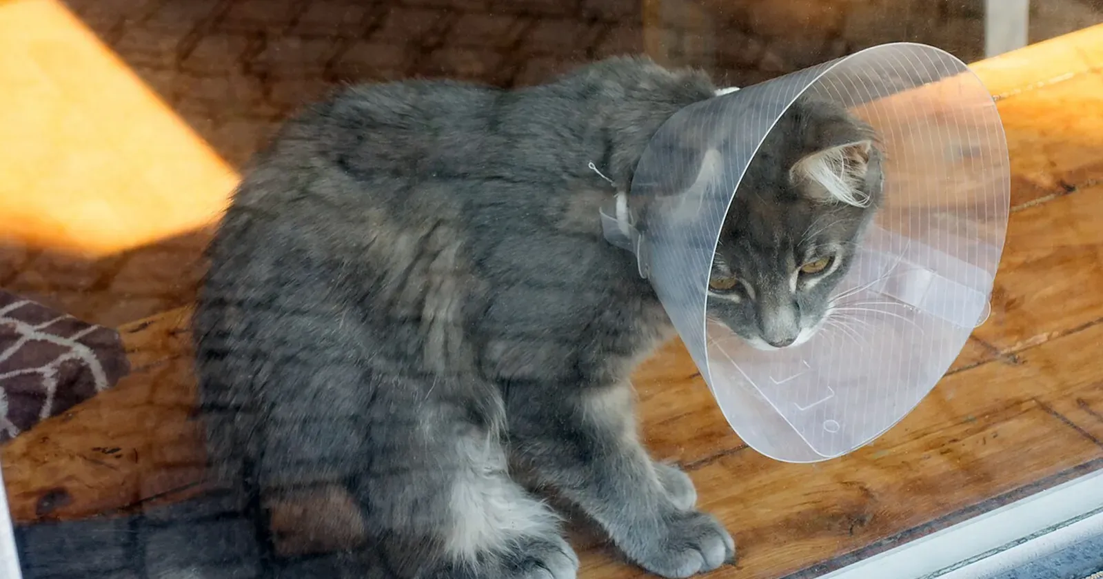 戴着伊丽莎白圈的灰猫坐在窗边，阳光洒在木地板上